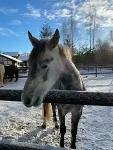 Glintwood Recreation Center - 85