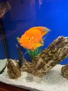 Legendary Sovietsky - 39