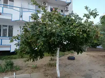 турбаза Прибой - 86