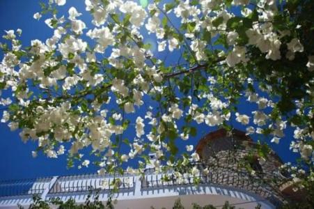 Datca Villa Asina - 4