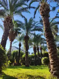 Calimera Hane Garden - 28