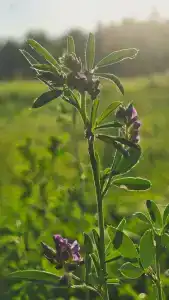 Актив-Искра - 80