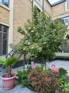 Alpha Plaza & SPA - 6