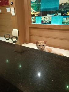 Mirabell All İnclusive - 45