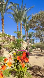 Sentido Reef Oasis Aqua Park Resort - 37