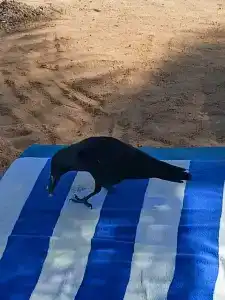 Sand Beach Resort - 44