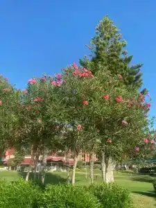 Aqi Pegasos Resort - 18