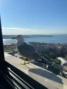 Conrad Bosphorus - 9