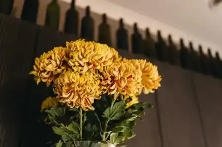 Boutique-Corona - 38