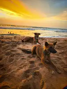 Sheraton Kosgoda Turtle Beach Resort - 10