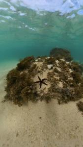 Tamassa Bel Ombre, Mauritius - 15