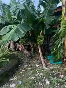 Teges Inn Kuta - 24