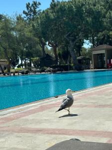 Akka Antedon - Premium All Inclusive - 37