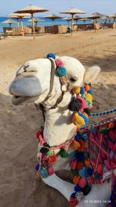 Mercure Hurghada - 20