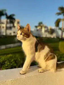 Mercure Hurghada - 53