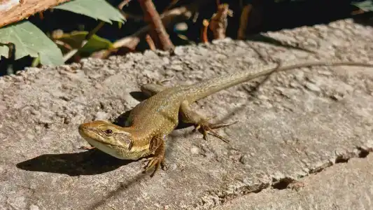 Asteria Collection - 77