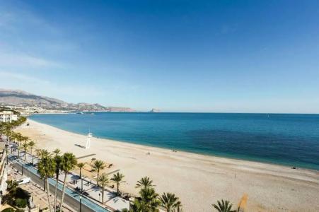 Kaktus Kaktus Albir - 42