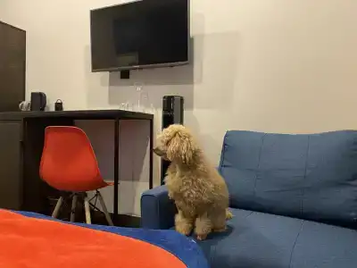 Rockit (Рокит Хотел) - 96