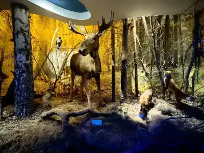 Complex Kamenyuky - 13