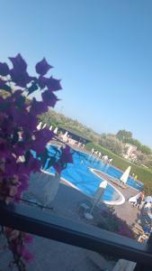 Assos Barbarossa - Special Class - 28