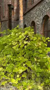 Usadba Meshcherskaya Park-Hotel - 67