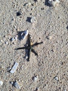 Riu Palace Mauritius - All Inclusive - Adults Only - 37