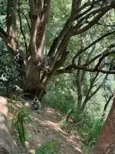 Pandanus Beach Resort & Spa - 40