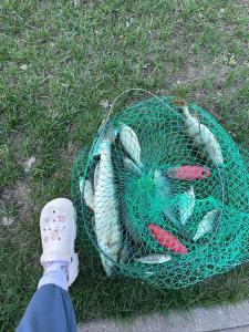 Club Gold Fish - 54