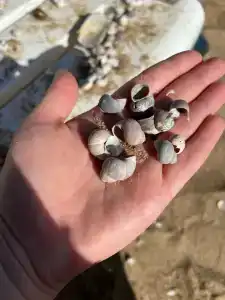 Лазурный берег на Оке - 70