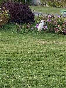 Palm Royale Resort - Soma Bay - 67