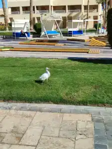 Beach Albatros Resort - 21