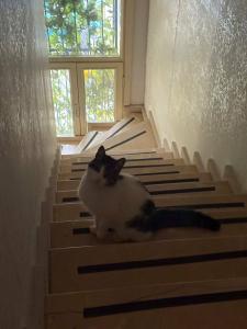 Ottoman Elegance - 35