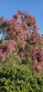 Crystal Centro Pearl Collection - Ultimate All Inclusive - 25