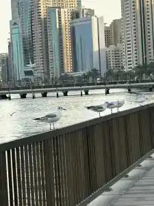 Copthorne Sharjah - 19