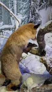 Complex Kamenyuky - 18