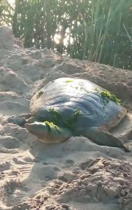 Fun&Sun Smart Hane Sun - 44