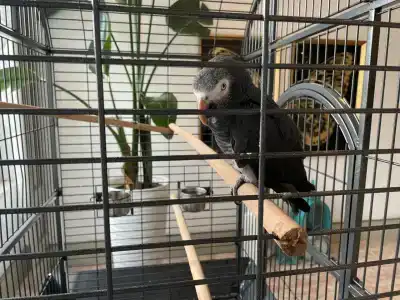 Club Cactus Fleur Beach - 37