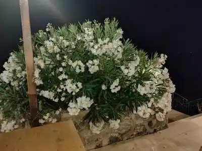 Le Bleu & Resort Kusadasi - 80