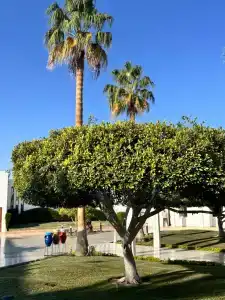 Maritim Jolie Ville Resort & Casino - 24