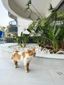 Grand Uysal Beach - 20