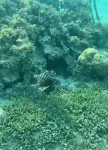 Old Palace Resort Sahl Hasheesh - 87