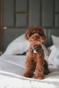 The Basilian Minsk, Curio Collection By Hilton - 30