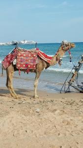 Pickalbatros Aqua Blu Resort - - 26