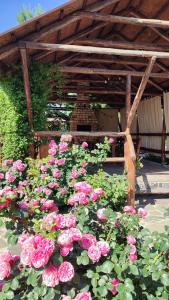 Green Yard - 4