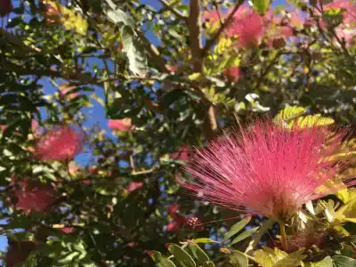 Sunrise Garden Beach Resort - 77