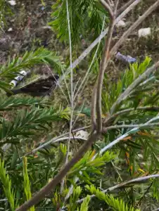 Aydinbey Gold Dreams - Ultra All Inclusive - 70