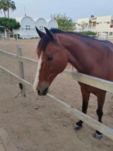 Mercure Hurghada - 55