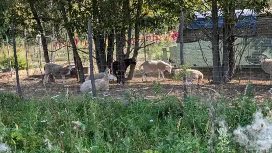Usadyba Kosolapovo Recreation camp - 18