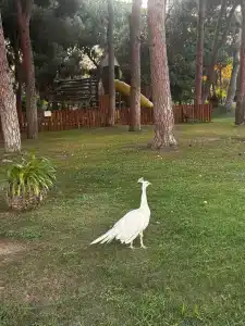 Regnum Carya - All Inclusive - 22