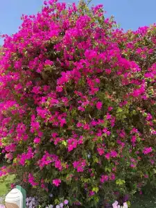 Desert Rose Resort - 87